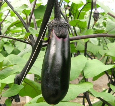 顔が見える食品