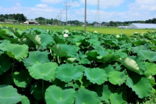 れんこん生産者 小松桂一さんグループ 植田 哲さん - 顔が見える